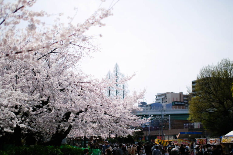 名古屋の桜の名所 鶴舞公園 花まつり で満開のお花見をしてきました オニマガ