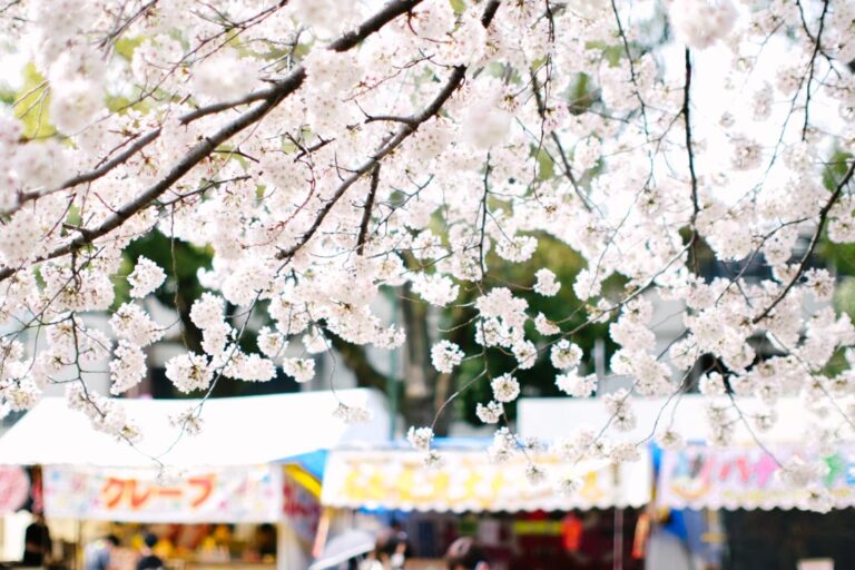 名古屋の桜の名所 鶴舞公園 花まつり で満開のお花見をしてきました オニマガ