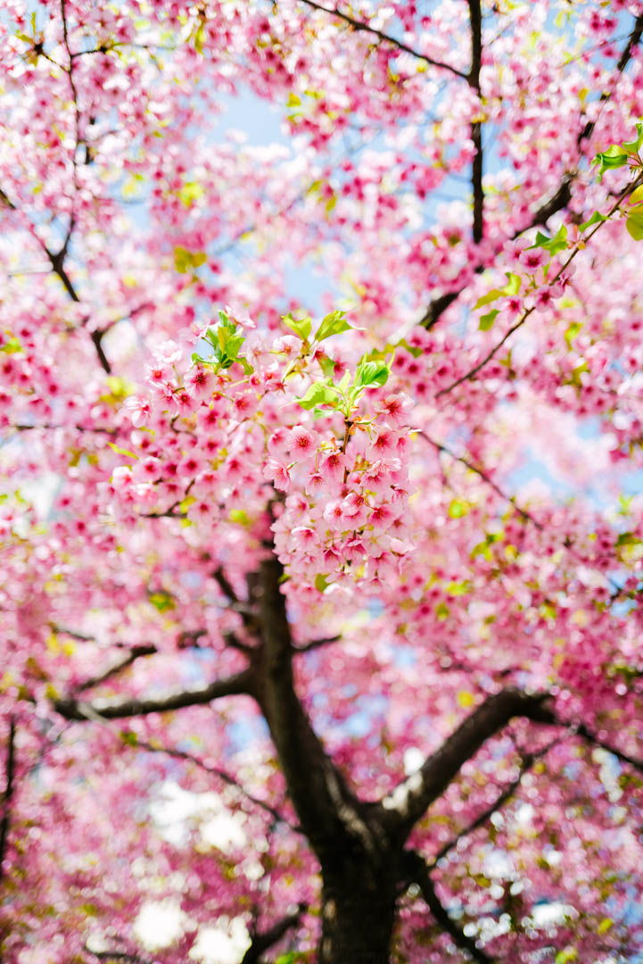 区 オオカンザクラ 東 高岳駅近くオオカンザクラの並木道。名古屋で一番早く桜の花見をしよう！