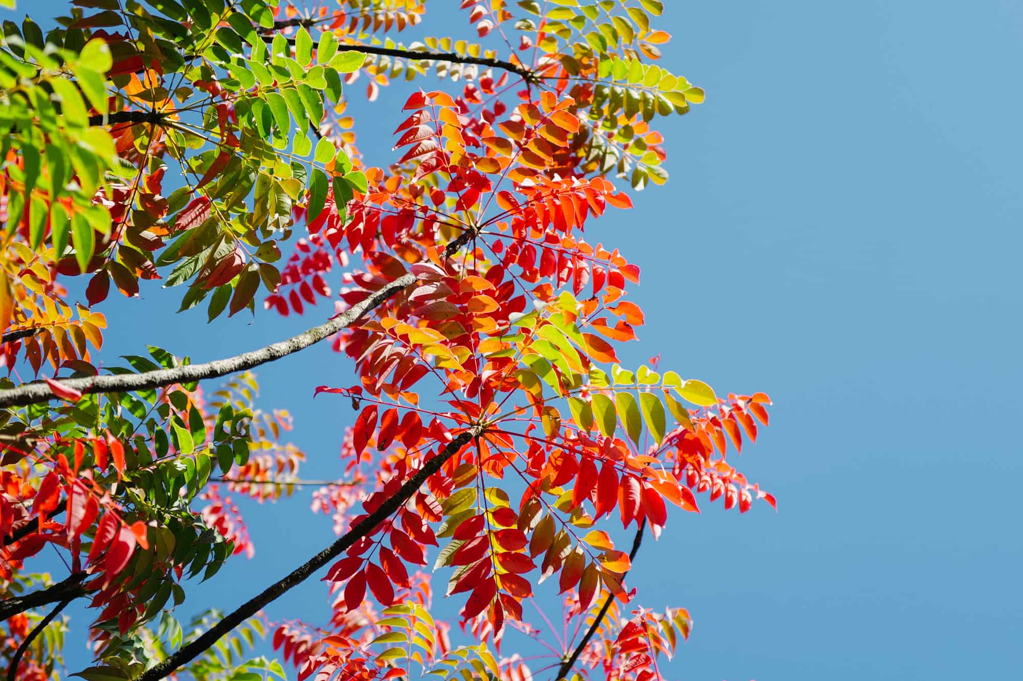 Amazonブラックフライデー2022で買ったもの オニマガ 名古屋の暮らしのブログ ミニマリストの買ってよかったモノ